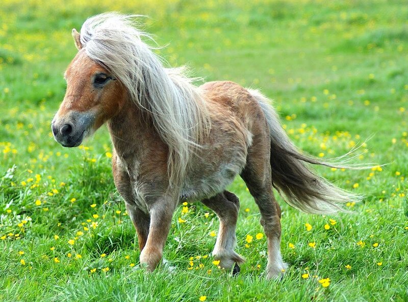 pony in a meadow