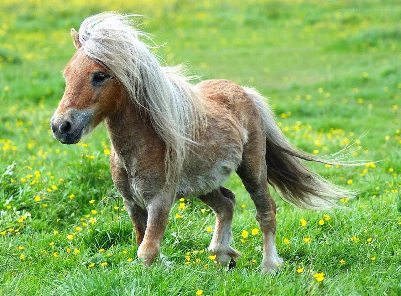 pony in a meadow