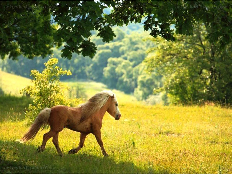 Pony in a sunlit meadow