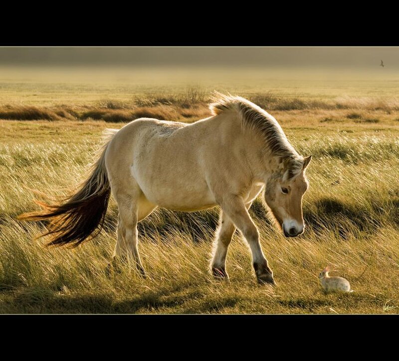 Pony in Grass Field