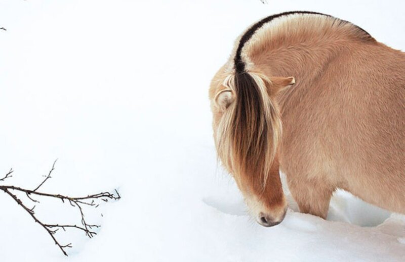 Pony in Snow