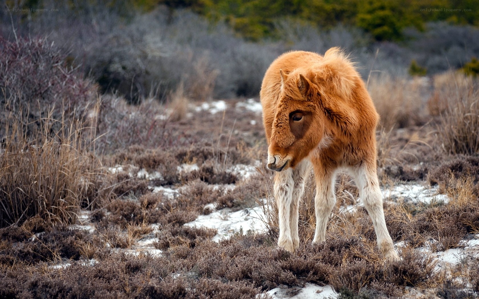 pony in snowy field