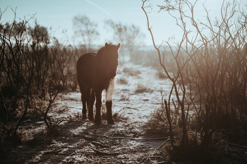 Pony in the morning mist