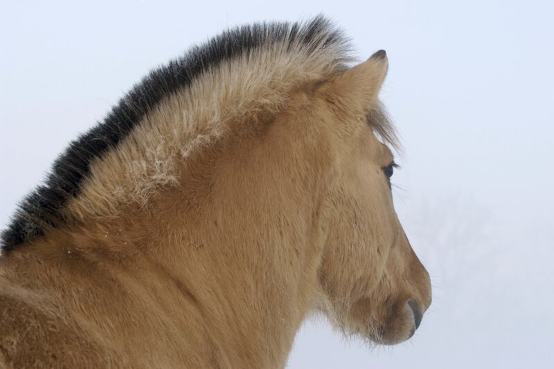 Pony in Winter