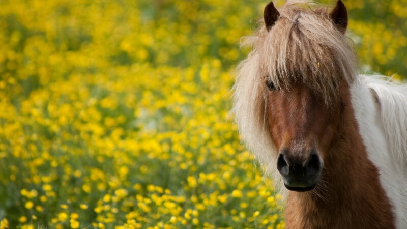 Pony in Yellow Flowers
