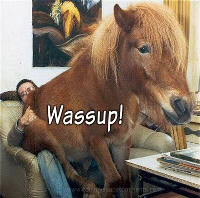 Pony on a Couch