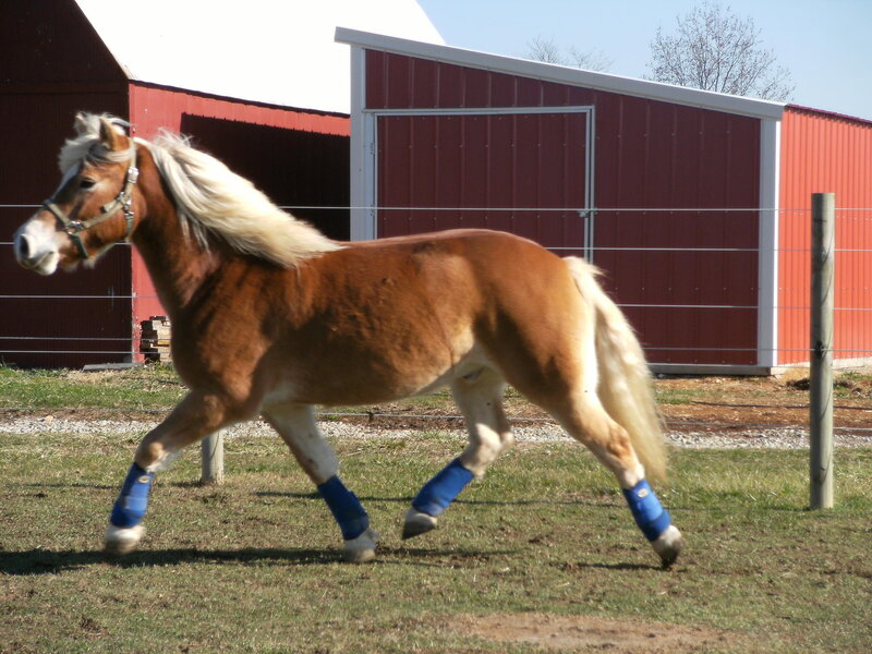 Pony running in a paddock