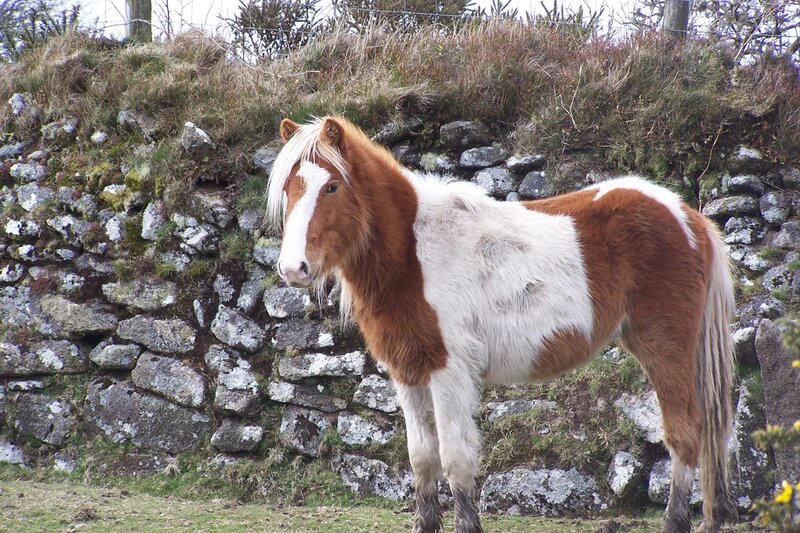 Pony standing by stone wall