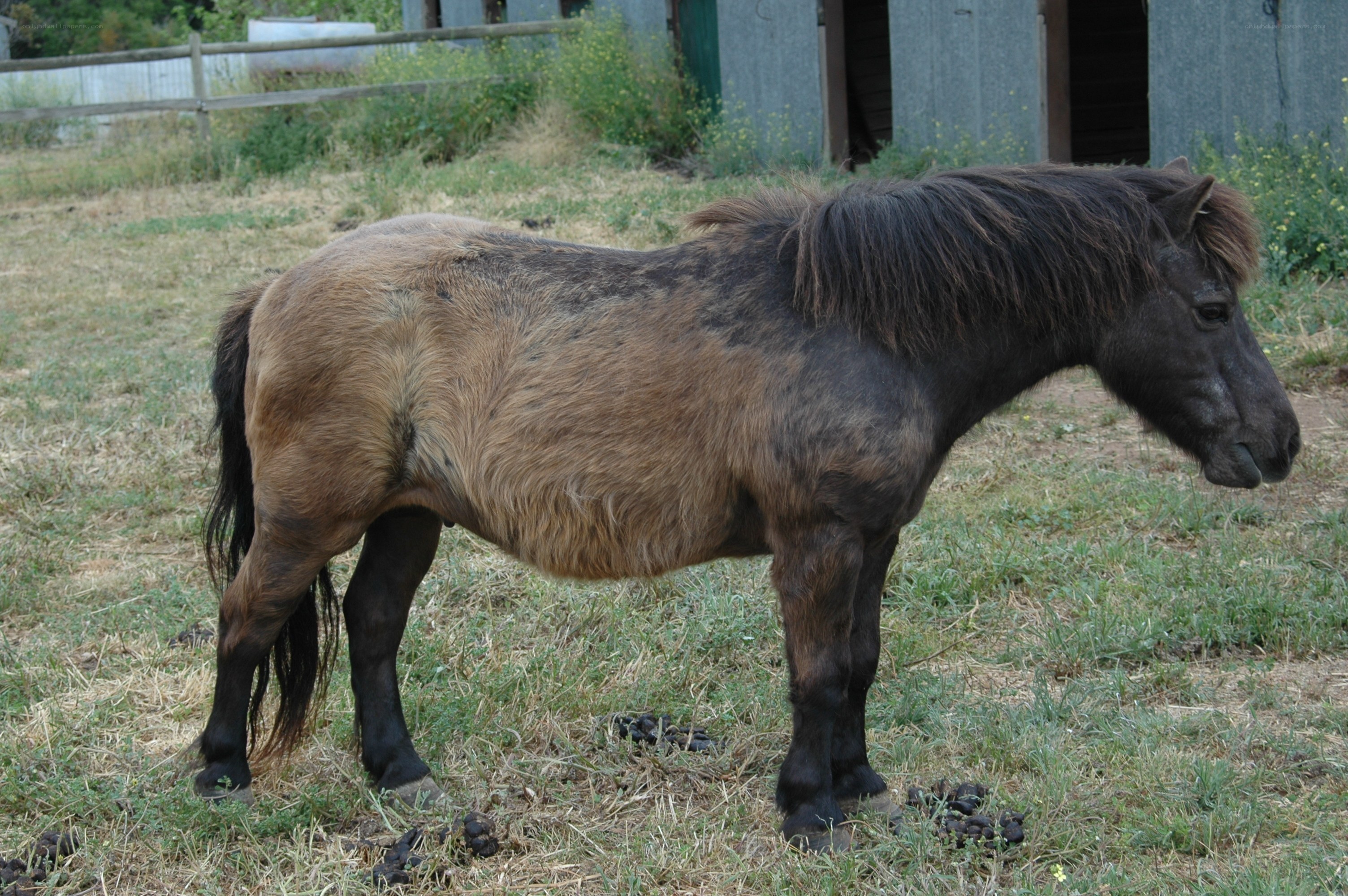 Pony standing in a field