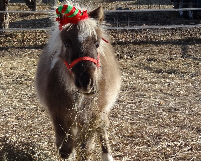 Pony Wearing Hat