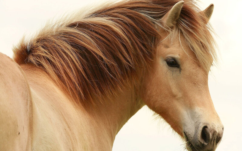 Pony with Flaxen Mane