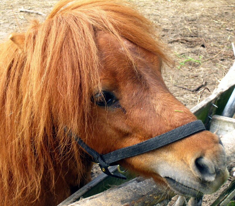 Pony with Long Mane — Brown