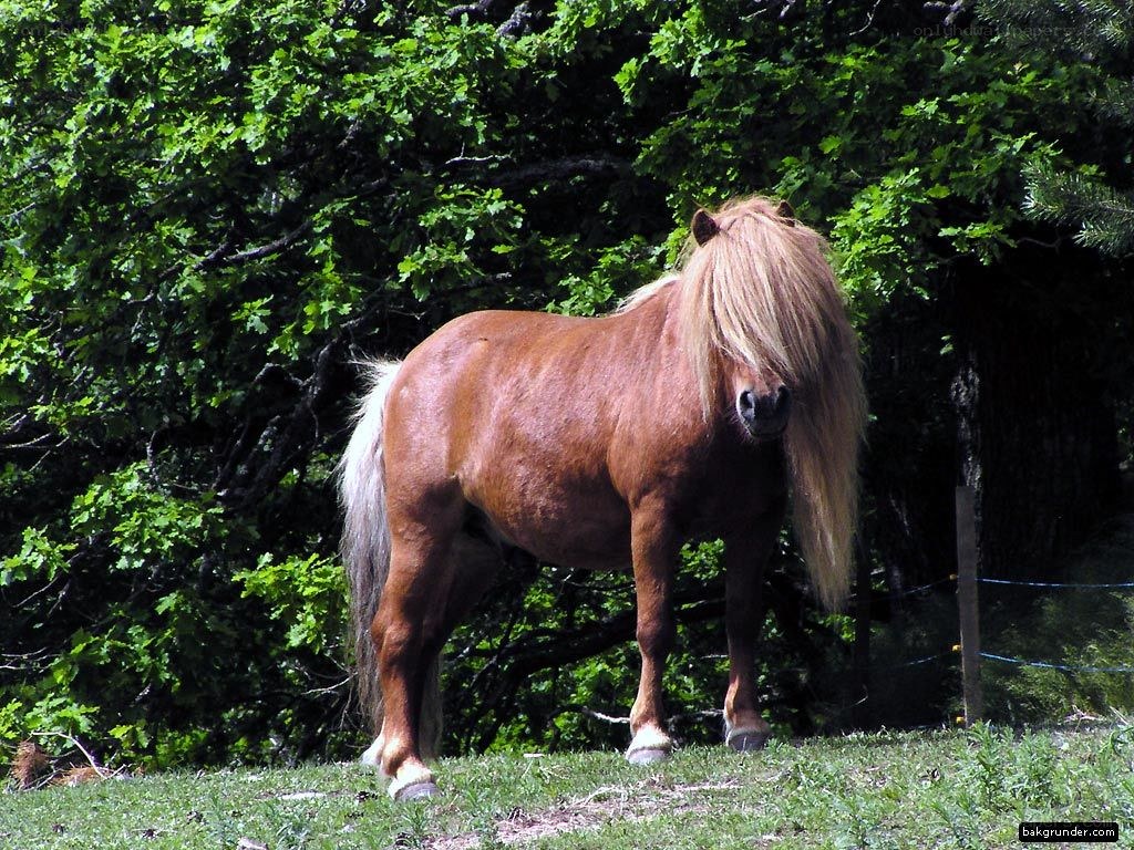 Pony with long mane in forest