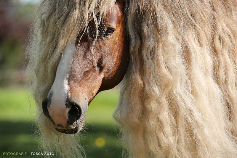 Pony with Long Mane