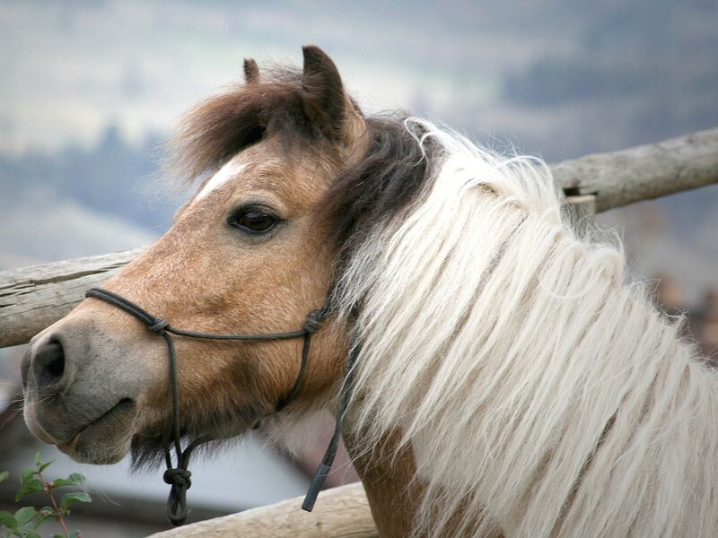 Pony with White Mane — Brown, Calm