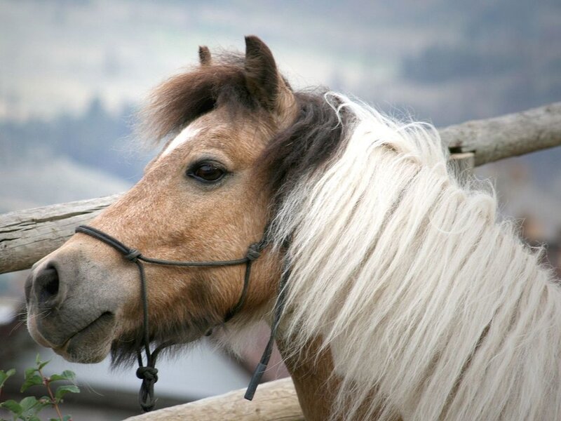 Pony with White Mane — Brown