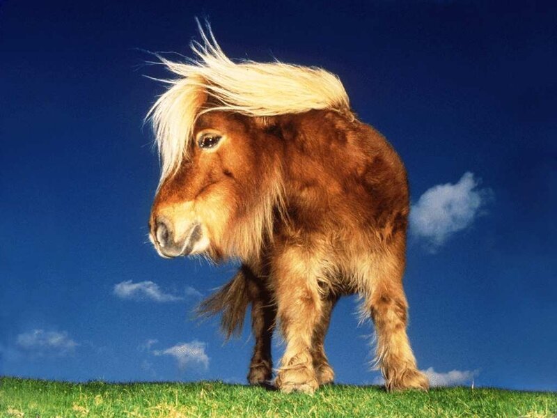 pony with wind-blown mane