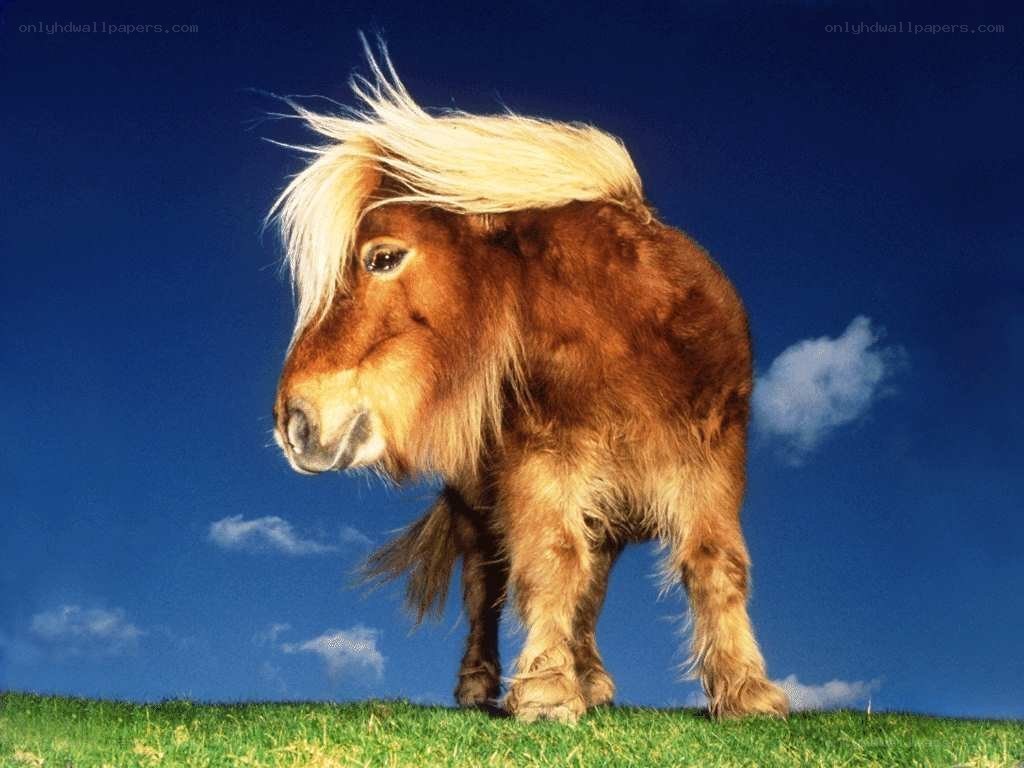 pony with wind-blown mane