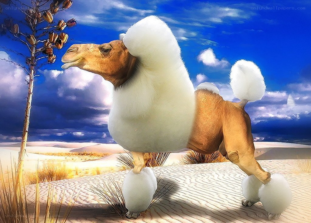 poodle camel in desert