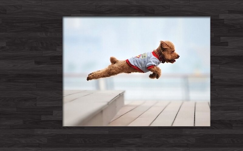 Poodle Dog in Flight