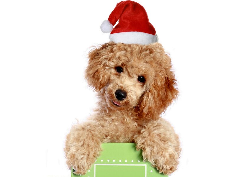 Poodle Dog in Hat — Brown