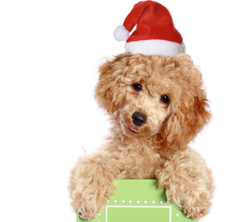 Poodle Dog in Hat
