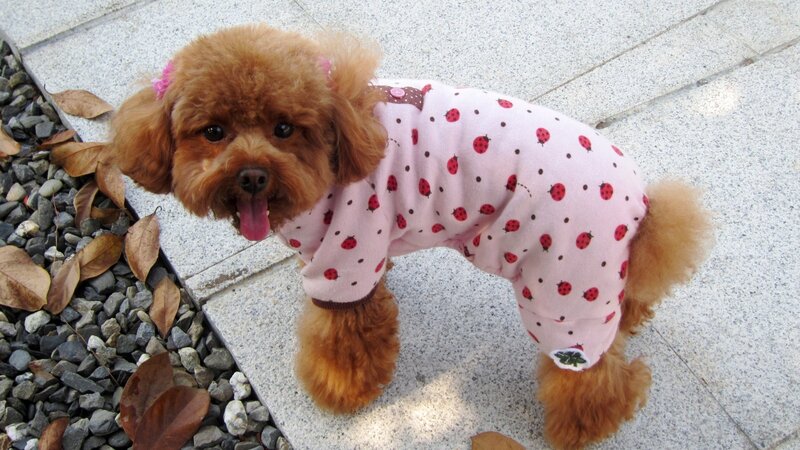 Poodle Dog in Pajamas