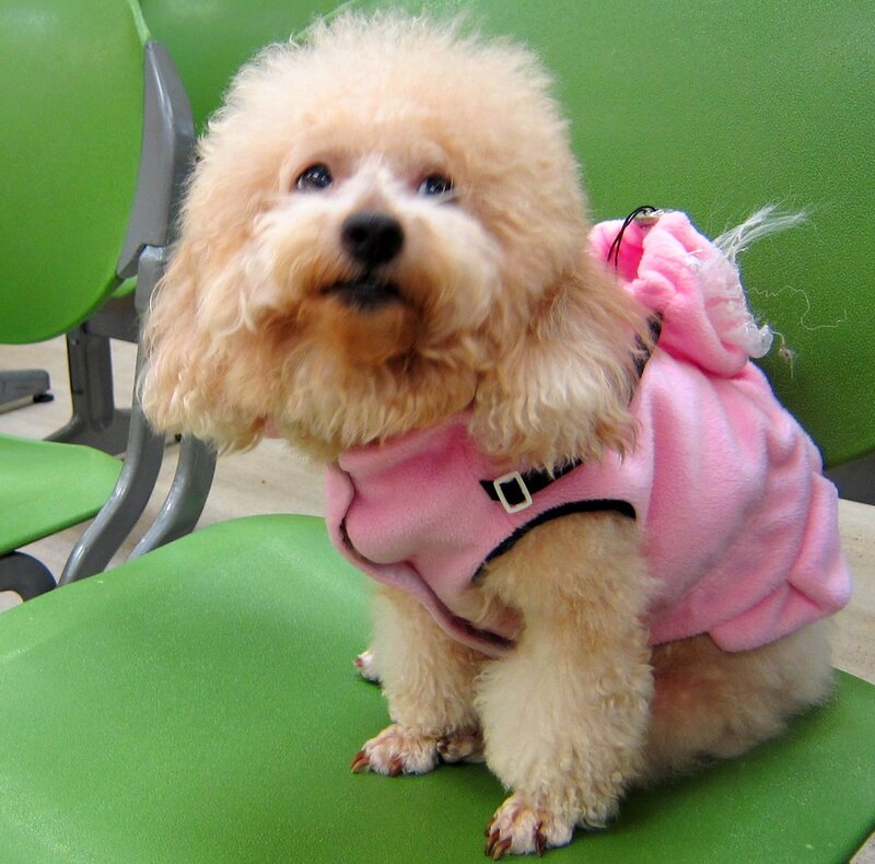 Poodle Dog in Pink Coat