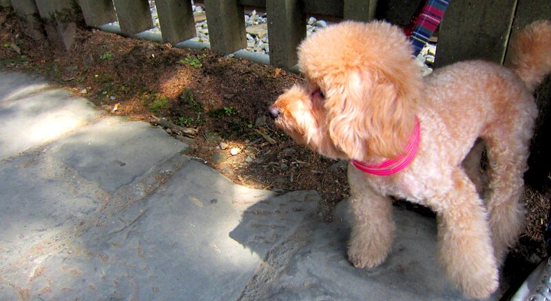 Poodle Dog on Pavement