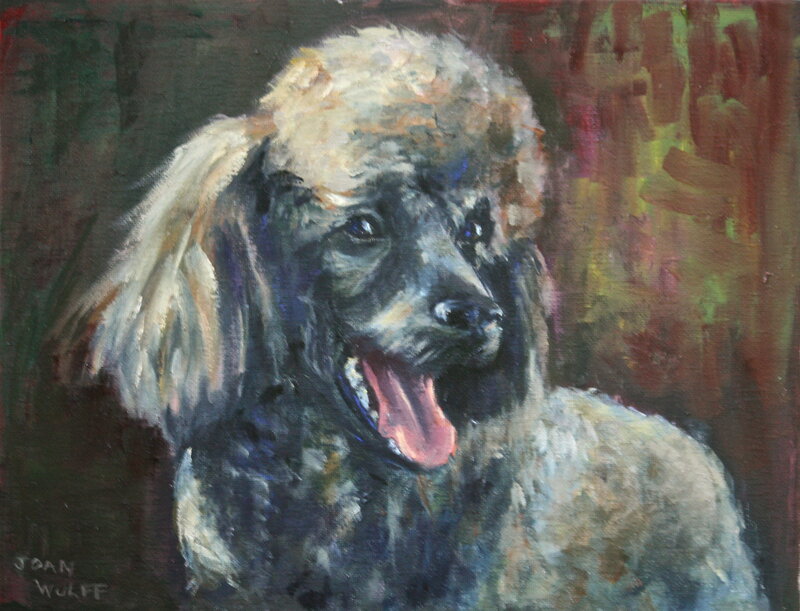 Poodle Dog Portrait