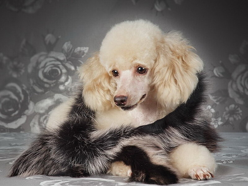 Poodle Dog with Skunk