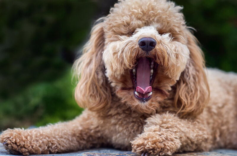 Poodle Dog Yawning