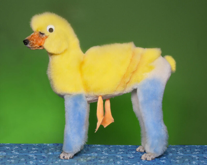 Poodle Groomed as Duck