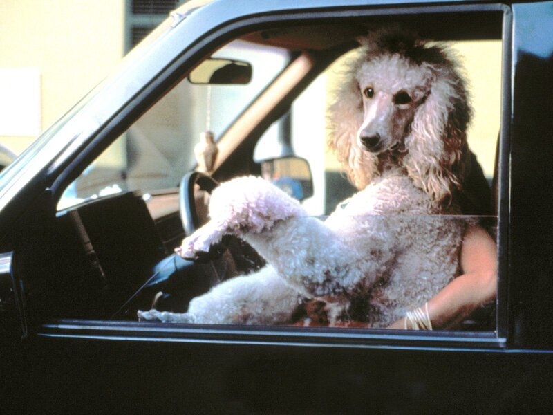 poodle in a car