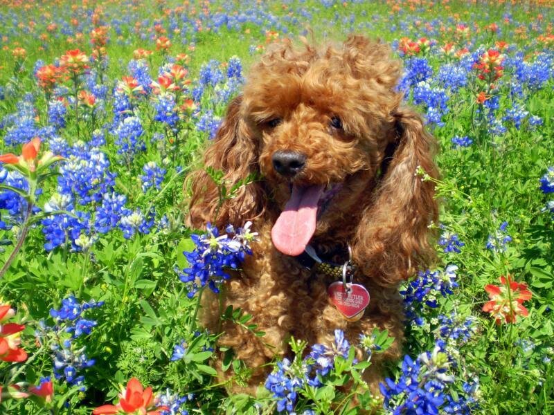 Poodle in a flower field