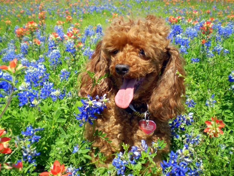 Poodle in a flower field