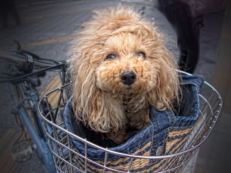 Poodle in Basket — Brown