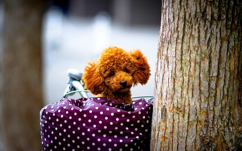Poodle in Basket