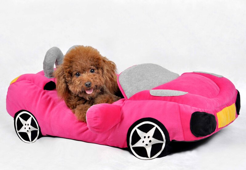 Poodle in Car Bed