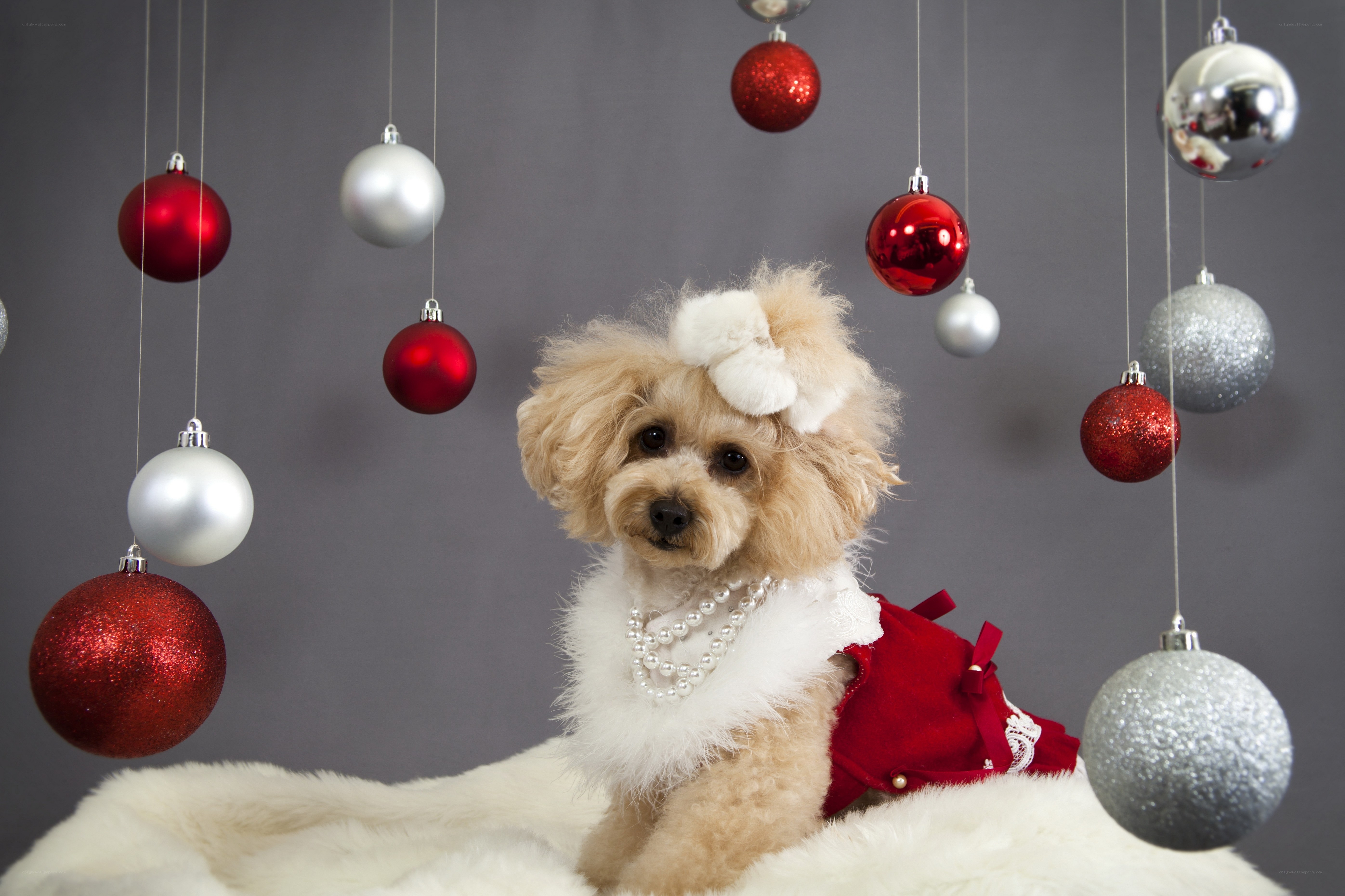 Poodle in Christmas outfit