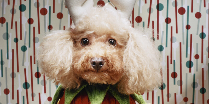 Poodle in Costume