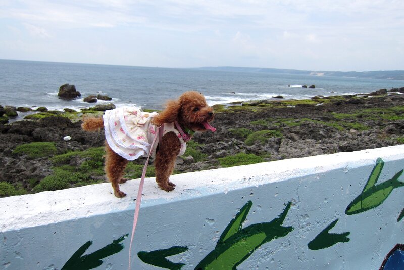 Poodle in Dress