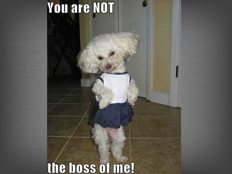 Poodle in Dress — White