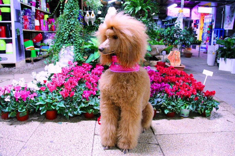 Poodle in Flower Shop