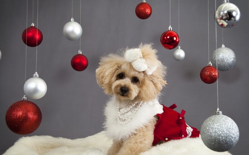 Poodle in Holiday Outfit — Red, Festive