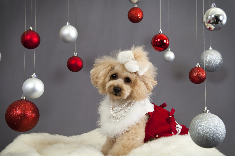 Poodle in Holiday Outfit — Red, Festive, Winter