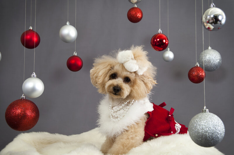 Poodle in Holiday Outfit