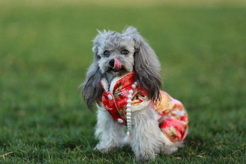 Poodle in Red Outfit
