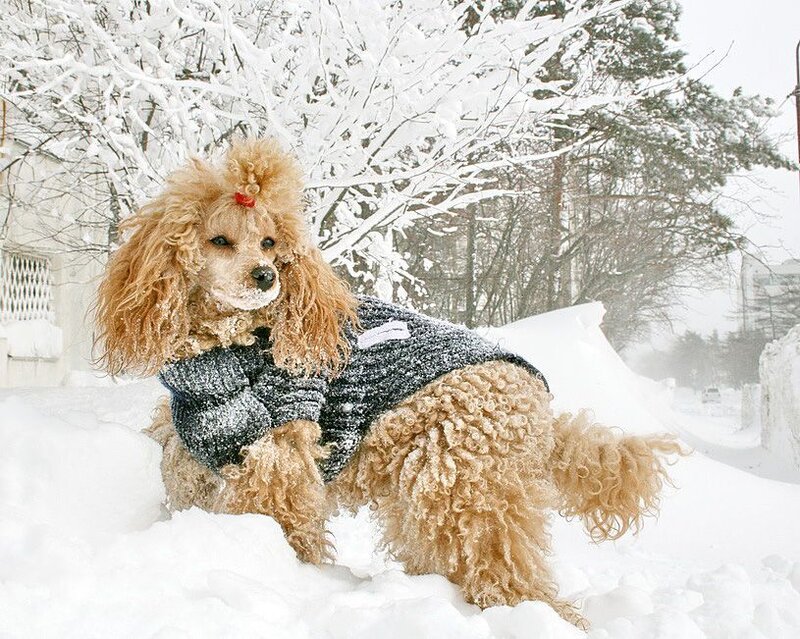 Poodle in Snow