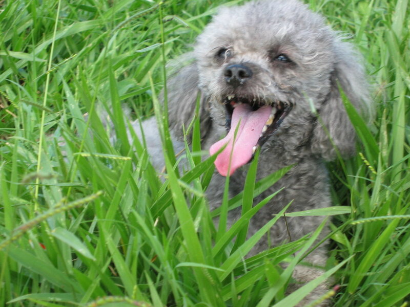 poodle in the grass